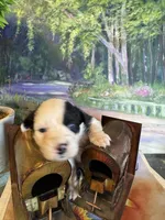 Jewel, a female Australian Shepherd for sale in Baker, FL – 4 of 10