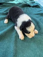 Maggie, a female Australian Shepherd for sale in Baker, FL – 7 of 10
