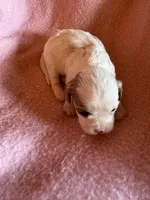 Seba, a female Cavapoo and Cavalier King Charles Spaniel for sale in Baker, FL – 6 of 9