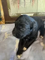 Prince Blackie, a male Aussiedoodle for sale in Baker, FL – 2 of 5