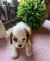 Seba, a female Cavapoo and Cavalier King Charles Spaniel for sale in Baker, FL – 8 of 10