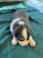 Sterling, a male Australian Shepherd for sale in Baker, FL – 2 of 10