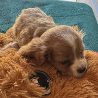 Chip, a male Cavapoo and Cavalier King Charles Spaniel for sale in Baker, FL – 2 of 8
