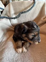 Sage, a male Aussiedoodle for sale in Baker, FL – 6 of 7