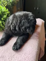Missy, a female Aussiedoodle for sale in Baker, FL – 7 of 8