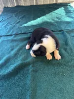 Montana, a male Australian Shepherd for sale in Baker, FL – 8 of 8