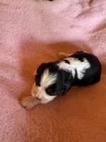 Zoey, a female Cavapoo and Cavalier King Charles Spaniel for sale in Baker, FL – 4 of 7