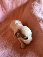 Seba, a female Cavapoo and Cavalier King Charles Spaniel for sale in Baker, FL – 2 of 9