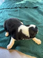 Montana, a male Australian Shepherd for sale in Baker, FL – 2 of 8