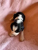 Zoey, a female Cavapoo and Cavalier King Charles Spaniel for sale in Baker, FL – 2 of 7