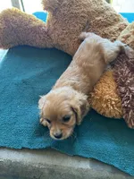 Hannity, a male Cavapoo and Cavalier King Charles Spaniel for sale in Baker, FL – 9 of 9