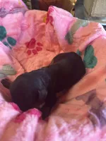  Bailey, a female Cavapoo and Cavalier King Charles Spaniel for sale in Baker, FL – 2 of 10