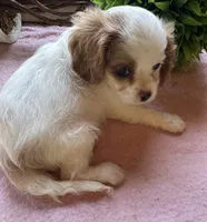 Seba, a female Cavapoo and Cavalier King Charles Spaniel for sale in Baker, FL – 4 of 10