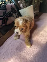 Princess , a female Cavapoo and Cavalier King Charles Spaniel for sale in Baker, FL – 6 of 10