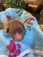Copper, a male Cavapoo and Cavalier King Charles Spaniel for sale in Baker, FL – 9 of 10