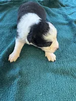 Maggie, a female Australian Shepherd for sale in Baker, FL – 4 of 10