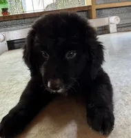 Midnight, a male Aussiedoodle for sale in Baker, FL – 7 of 7