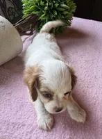 Seba, a female Cavapoo and Cavalier King Charles Spaniel for sale in Baker, FL – 5 of 10