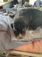 Pee Bo, a male Aussiedoodle for sale in Baker, FL – 1 of 5