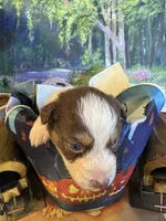 Rose, a female Australian Shepherd for sale in Baker, FL – 3 of 9
