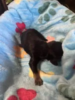 Boomer, a male Cavapoo and Cavalier King Charles Spaniel for sale in Baker, FL – 8 of 8