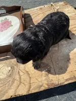 Maddie, a female Aussiedoodle for sale in Baker, FL – 3 of 5