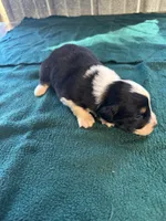 Montana, a male Australian Shepherd for sale in Baker, FL – 6 of 8