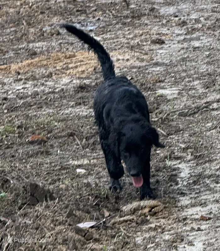 Midnight – Australian Shepherd, Aussiedoodle puppy for sale in Baker, FL
