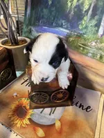 Jewel, a female Australian Shepherd for sale in Baker, FL – 8 of 10