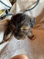 Sage, a male Aussiedoodle for sale in Baker, FL – 5 of 7