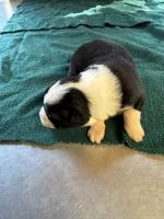 Montana, a male Australian Shepherd for sale in Baker, FL – 3 of 8