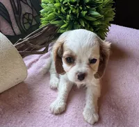 Seba, a female Cavapoo and Cavalier King Charles Spaniel for sale in Baker, FL – 9 of 10