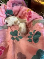 Penney, a female Cavapoo and Cavalier King Charles Spaniel for sale in Baker, FL – 2 of 10