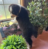 AKC Sheena, a female Australian Shepherd for sale in Baker, FL – 10 of 10