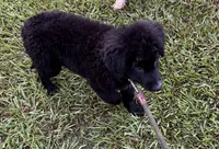 Shadow, a male Aussiedoodle for sale in Baker, FL – 2 of 7