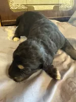 Cheyenne , a male Aussiedoodle for sale in Baker, FL – 2 of 4
