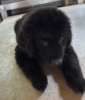 Midnight, a male Aussiedoodle for sale in Baker, FL – 6 of 7
