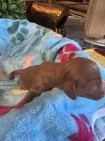 Copper, a male Cavapoo and Cavalier King Charles Spaniel for sale in Baker, FL – 4 of 10