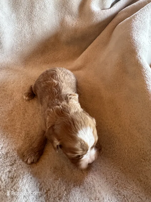 Chip – Cavapoo, Cavalier King Charles Spaniel puppy for sale in Baker, FL