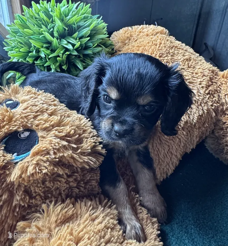 Male Black Beauty – Cavapoo, Cavalier King Charles Spaniel puppy for sale in Baker, FL