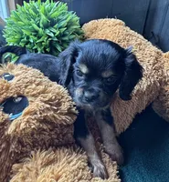 Male Black Beauty, a male Cavapoo and Cavalier King Charles Spaniel for sale in Baker, FL – 1 of 10