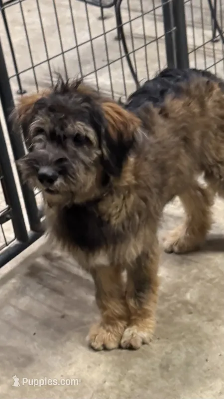 Bodie – Australian Shepherd, Aussiedoodle puppy for sale in Baker, FL