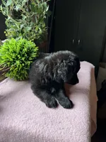 Shem, a male Aussiedoodle for sale in Baker, FL – 4 of 5