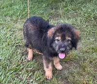 Bodie, a male Australian Shepherd for sale in Baker, FL – 7 of 9