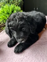 Missy, a female Aussiedoodle for sale in Baker, FL – 2 of 8