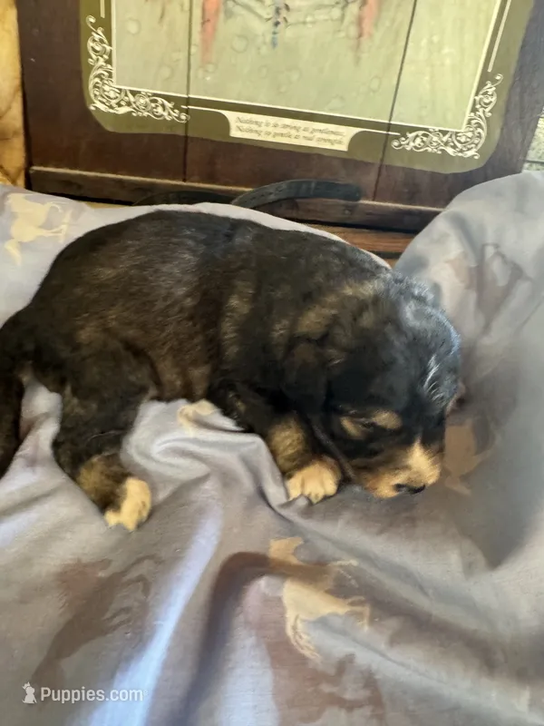Matthew  – Aussiedoodle puppy for sale in Baker, FL