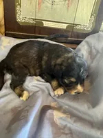 Matthew , a male Aussiedoodle for sale in Baker, FL – 1 of 6