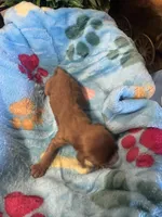 Copper, a male Cavapoo and Cavalier King Charles Spaniel for sale in Baker, FL – 5 of 10