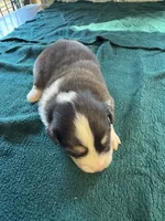 Sterling, a male Australian Shepherd for sale in Baker, FL – 7 of 10