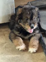 Pee Bo, a male Aussiedoodle for sale in Baker, FL – 6 of 6